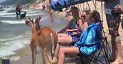Jeleń na wakacjach. Zwierzę postanowiło zażyć kąpieli, a plażowicze byli zszokowani