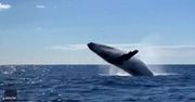 Zachwycające akrobacje dwóch wielorybów