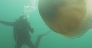 Bliskie spotkanie z meduzą wielkości człowieka