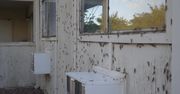Plaga koników polnych w Nevadzie. Wina zbyt dużej ilości opadów