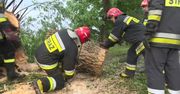 Nawałnica łamała drzewa i zrywała dachy w Wielkopolsce