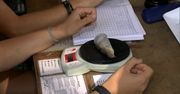 Wielkie obrączkowanie na Podlasiu. Rok temu złapano ponad 10 tys. ptaków