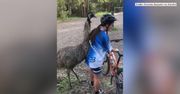 Podróż rowerem przerwana przez… emu. Ptak próbował zaprzyjaźnić się z dziewczyną