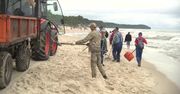 Bryłki parafiny na nadbałtyckich plażach. Trwa sprzątanie
