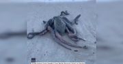 Taki widok nie trafia się często. Ośmiornica wybrała się na rześki spacer po plaży