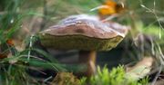 Trzeba wiedzieć, które grzyby można zbierać, a jakich nie