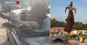 Uderzony przez auto łoś wpadł wprost na fotel pasażera. Wyciągał go dźwig