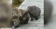 Wombaty zablokowały szlak turystyczny. Akurat musiały się… podrapać