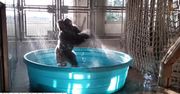 Radosne pląsy w basenie. Efektowny taniec goryla z amerykańskiego zoo