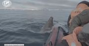 Mors zaatakował łódź naukowców na Oceanie Arktycznym. Zwierzę pilnowało młodych