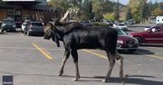 Uważajcie na łosia! Zwierzak grasował po parkingu w Stanach Zjednoczonych