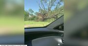 Rosły dziesiątki lat, tornado połamało je w kilka sekund. Zniszczone drzewa przy drogach w Teksasie