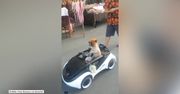 Pies za kółkiem miniaturowego samochodu zrobił furorę w Tajlandii