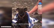 Para napoiła koalę rannego w wyniku pożarów w Australii. Ten widok chwyta za serce