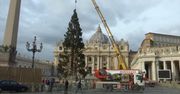 Choinka bożonarodzeniowa już stanęła w Watykanie. Światełka na niej zabłysną 5 grudnia