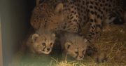 Dwa młode gepardy urodziły się w katowickim zoo