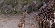 Malutka żyrafa zaprezentowana w zoo w Cincinnati