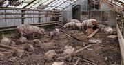 51-LATEK USŁYSZAŁ ZARZUT ZNĘCANIA SIĘ NAD ZWIERZĘTAMI