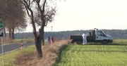 Afrykański pomór świń w Zielonej Górze. Zakazano wchodzenia do lasów