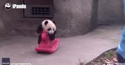 Mała panda dostała… konia na biegunach