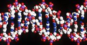 DNA decyduje o zdrowiu w niewielkim stopniu