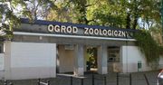 Warsztaty, zabawy, zajęcia i inne atrakcje z okazji Dnia Dziecka w Starym Zoo