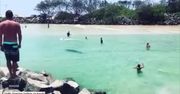 Niepodziewany gość na plaży w Nowej Południowej Walii. Delfin pływał z wczasowiczami
