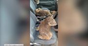 Misie koala schroniły się w samochodzie przed pożarami na Wyspie Kangura na południu Australii