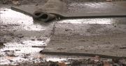 Ognisko ptasiej grypy na fermie pod Myśliborzem. Uśmiercą około 22 tysiące indyków