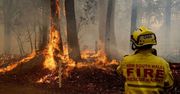 Ocieplenie klimatu sprzyja pożarom lasów