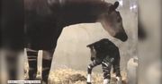 Narodziny okapi w zoo w Cincinnati