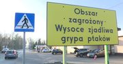 Kolejne ognisko ptasiej grypy w Wielkopolsce. Stado 20 tys. kaczek zostanie uśpionych