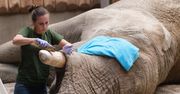 Poznańskie ZOO: kolejna operacja dentystyczna słonia Ninio