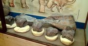 W Argentynie odkryto skamieliny ostatnich dinozaurów na Ziemi. Żyły one około 70 mln lat temu