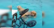 Pies energicznie wskoczył do basenu, zapominając o tym, że jest niepełnosprawny