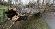 Alert drugiego stopnia przed silnym wiatrem dla trzech województw