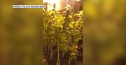 Plantacja marihuany w dawnym hotelu w pobliżu Szklarskiej Poręby