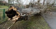 IMGW ostrzega przed silnym wiatrem w południowej części Podkarpacia