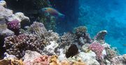 Do końca wieku wszystkie rafy mogą wyginąć