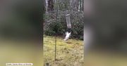 Karuzela dla wiewiórki? Gryzoń „zaszalał” na karmniku dla ptaków