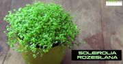 10 roślin bezpiecznych dla dzieci i zwierząt. Co hodować w domu?