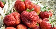 Truskawka – ulubiony owoc Polaków