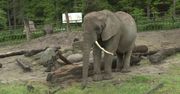 Zoo w Gdańsku znów otwarte dla zwiedzających. Obowiązuje limit gości