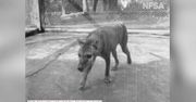Ostatnie wideo wilkowora tasmańskiego. Gatunek wymarł w 1936 roku