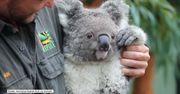 Oto pierwszy koala, który przyszedł na świat w Australian Reptile Park po dewastujących pożarach