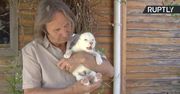 Białe lwiątko przyszło na świat w rezerwacie pod Sevillą. Pierwszy albinos urodzony w niewoli
