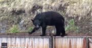 Niedźwiedź-akrobata chodzi po płocie niczym kot