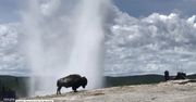 To dopiero widok! Bizon na tle wybuchającego gejzeru w Parku Narodowym Yellowstone