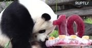 Panda Jiao Qing świętuje 10. urodziny w berlińskim zoo