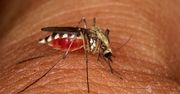 Zoolog: chmary komarów to norma podczas wilgotnego lata; w ich zwalczaniu pomagają np. żaby